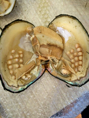 Monster Oyster opening