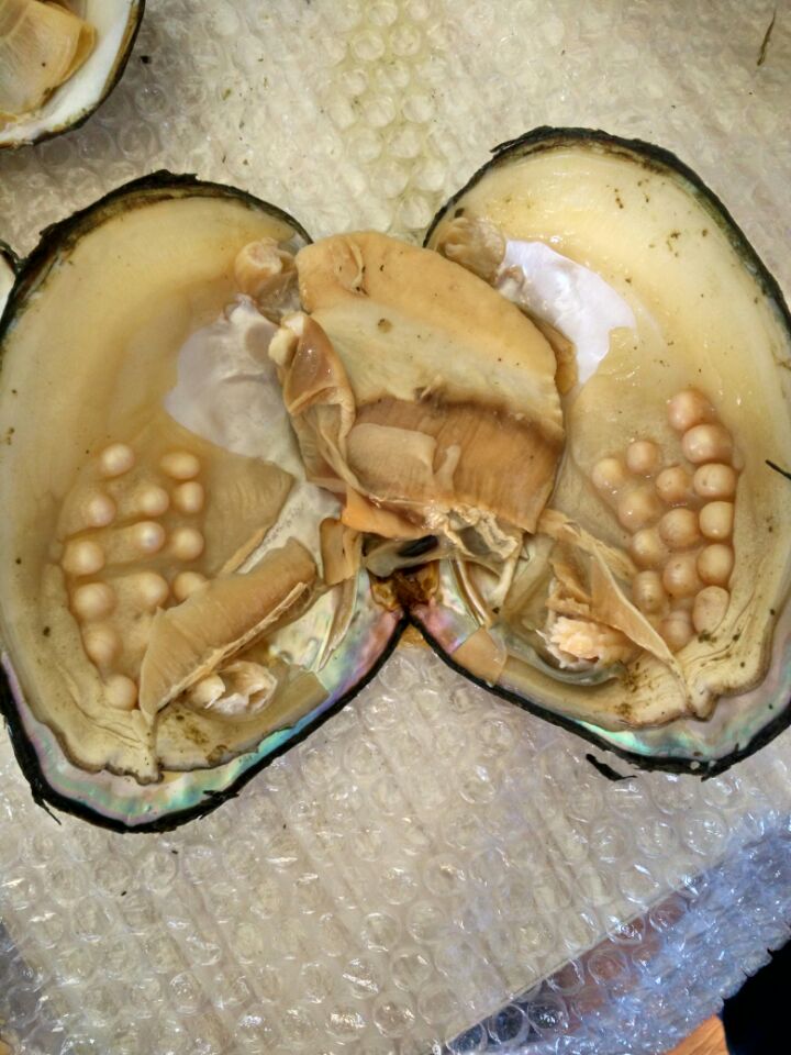 Monster Oyster opening